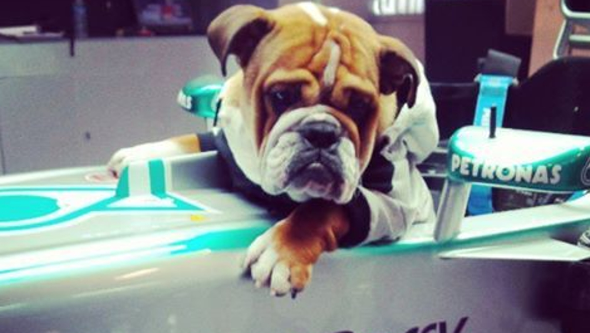 Roscoe es un gran piloto Roscoe es un gran piloto
