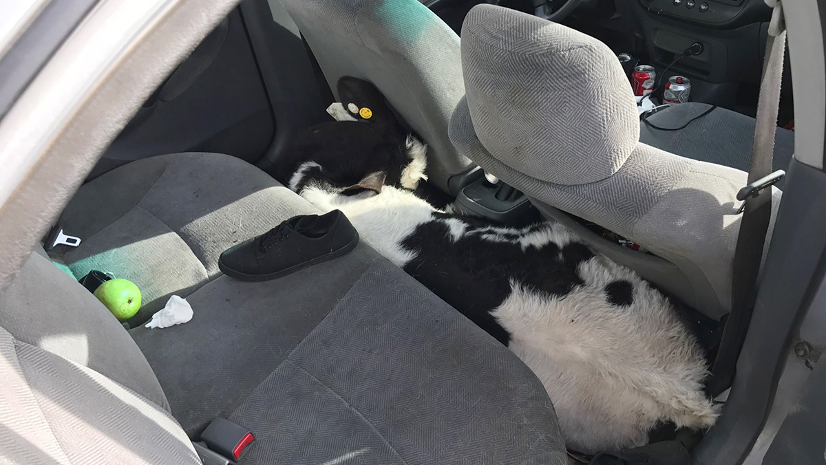 Incautado un Honda Civic con dos vacas a bordo Incautado un Honda Civic con dos vacas a bordo