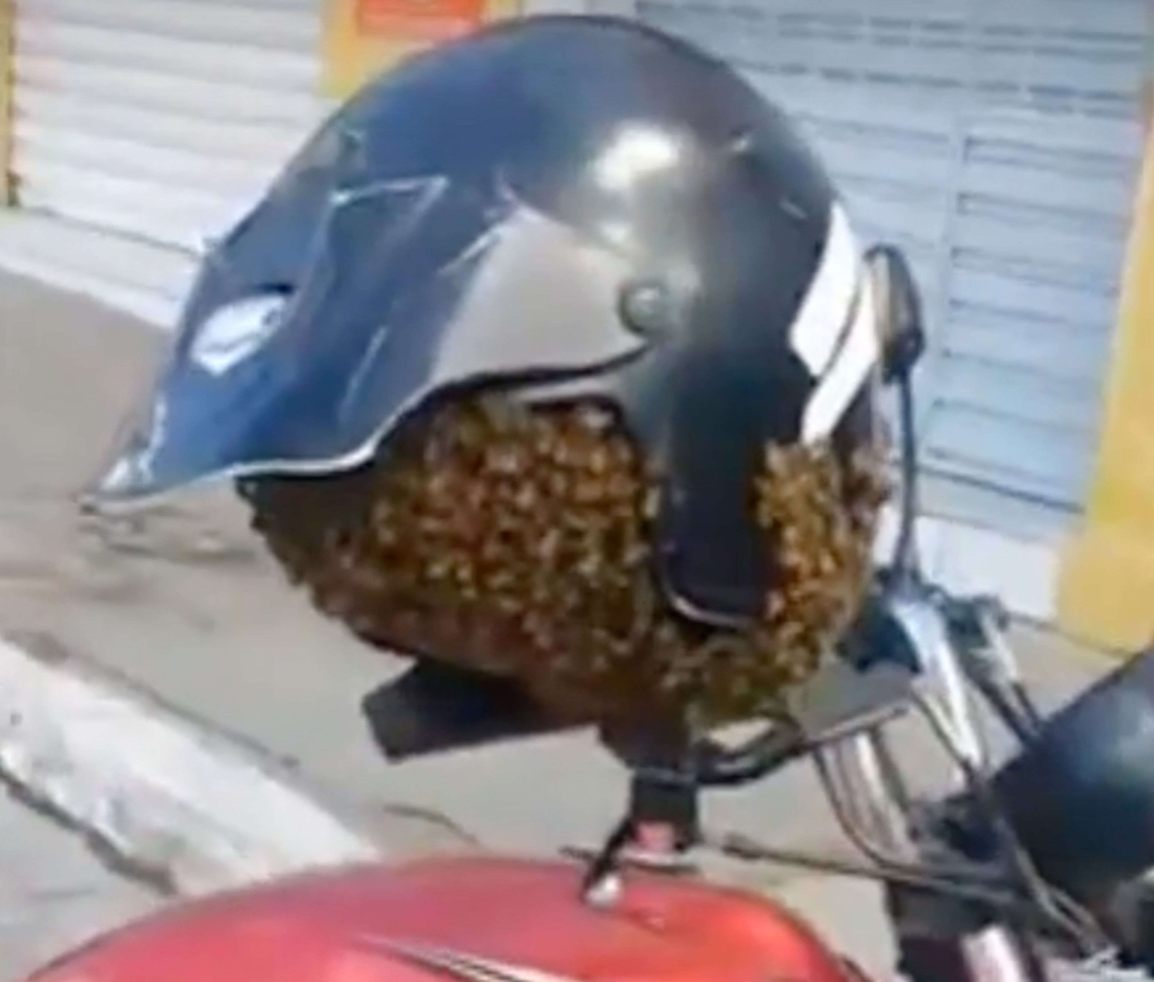 Abejas comen casco moto