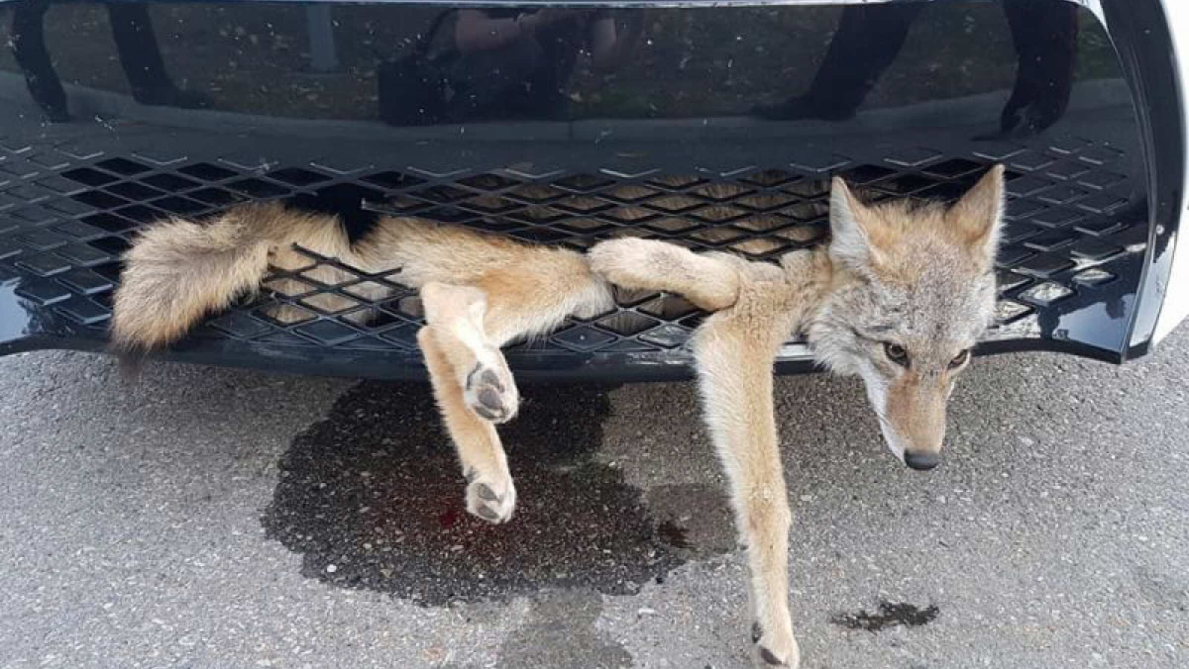 Coyota atascado Toyota Coyota atascado Toyota