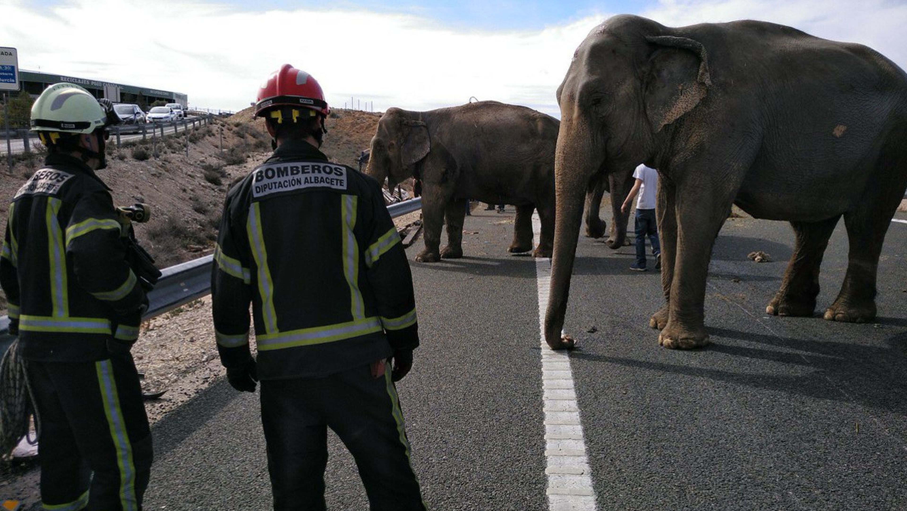 Elefantes en la carretera albaceteña