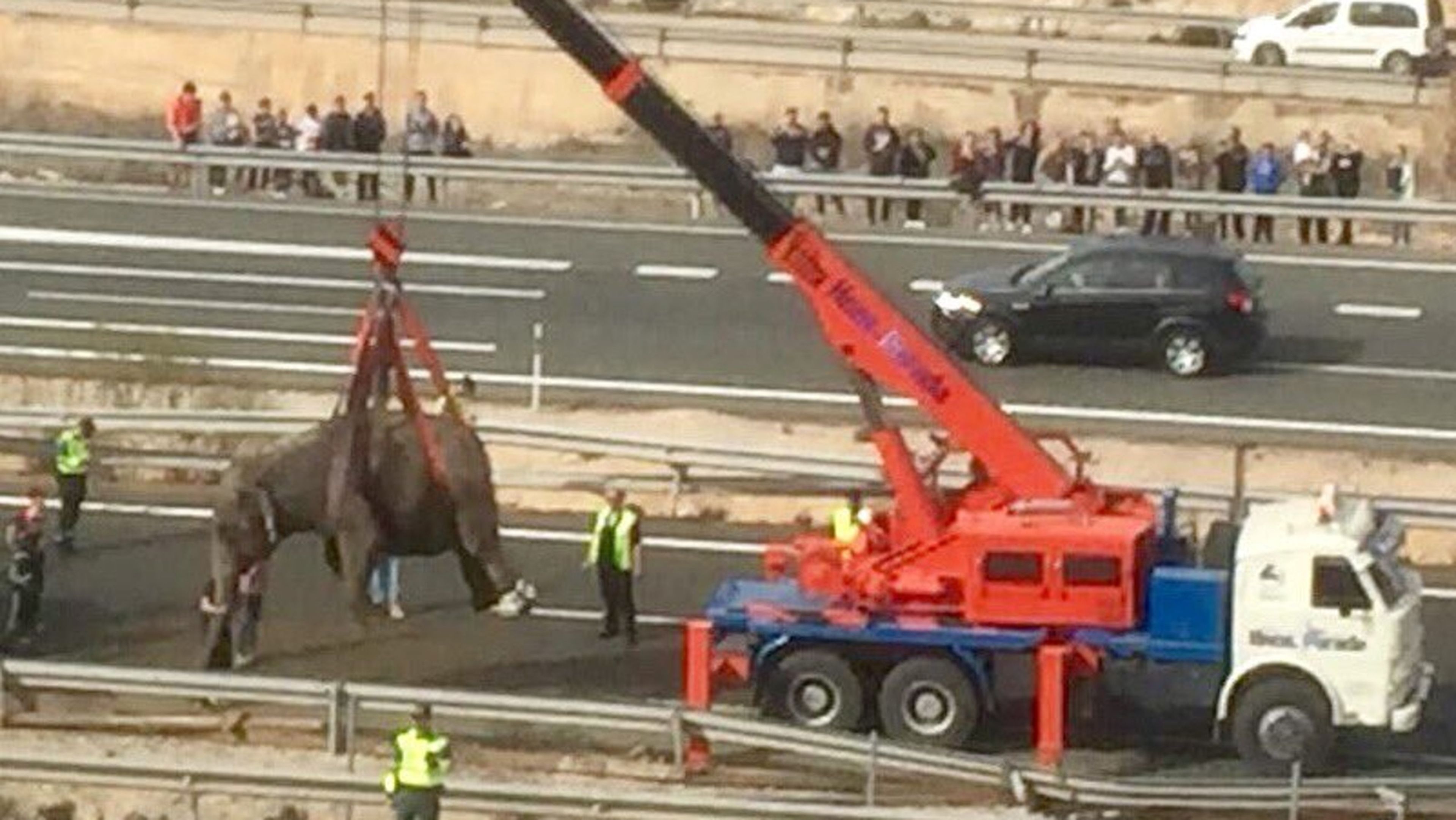 Rescate elefante Albacete