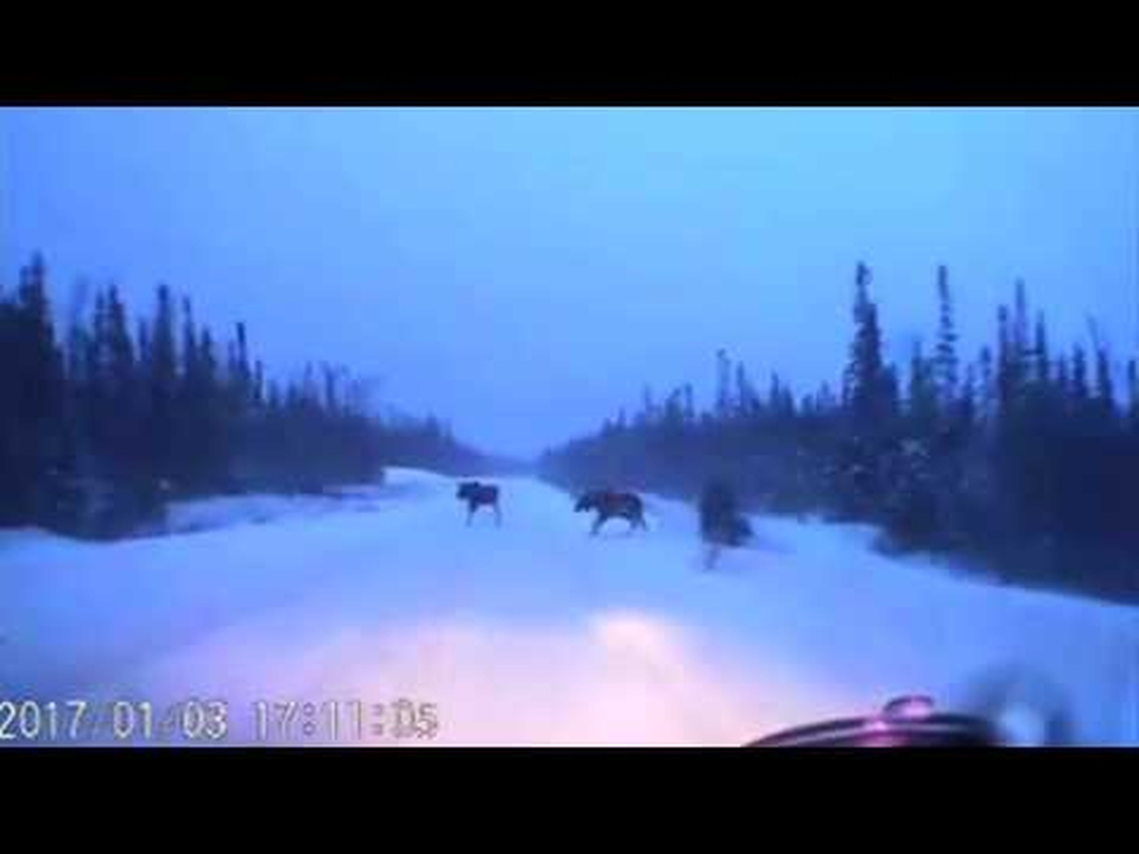 Conductor esquiva cuatro alces en carretera nevada