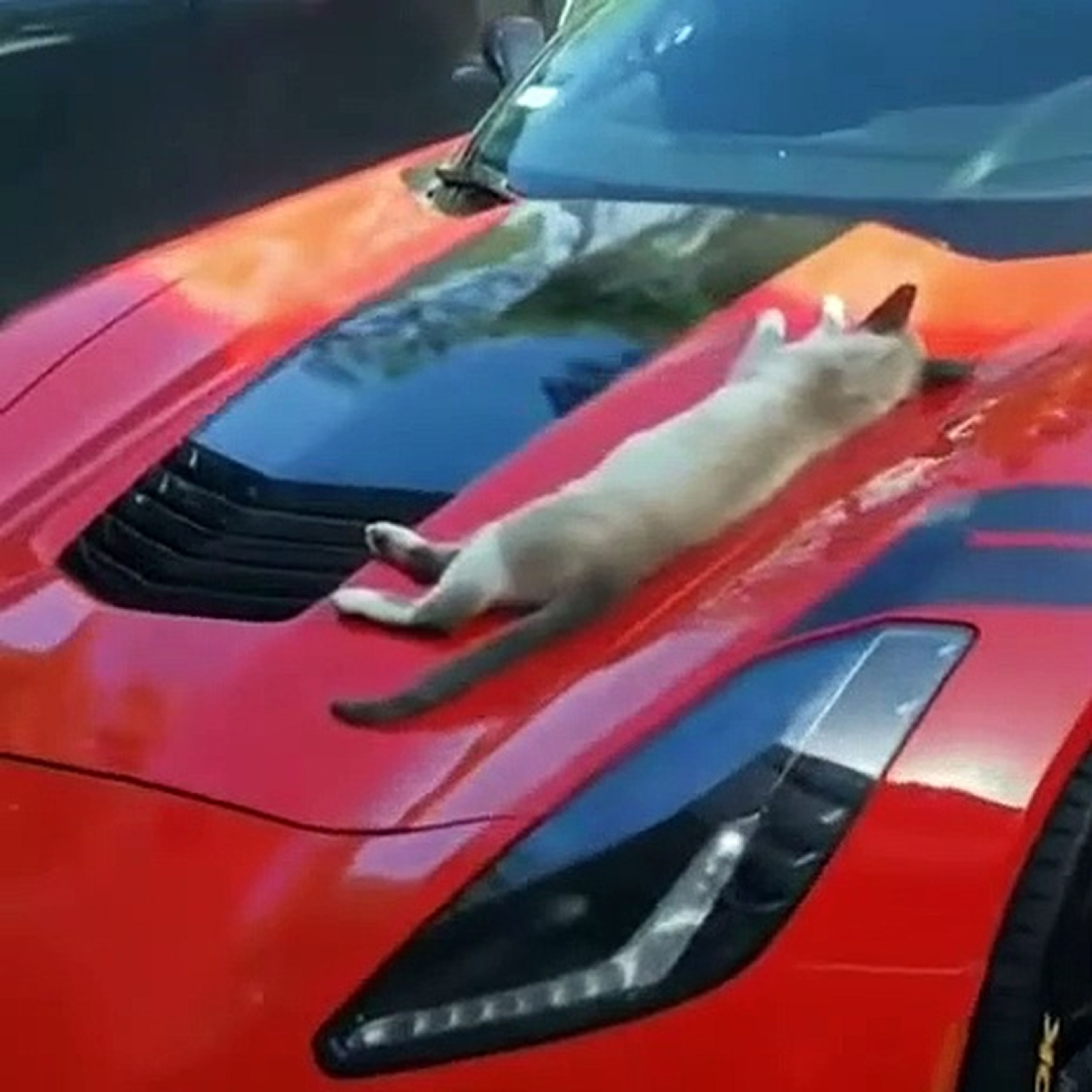 VÍDEO: un gato y un Corvette, esto es lo que sucede
