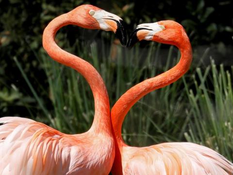 These flamingos formed a heart with the curves of their long necks. These flamingos formed a heart with the curves of their long necks.